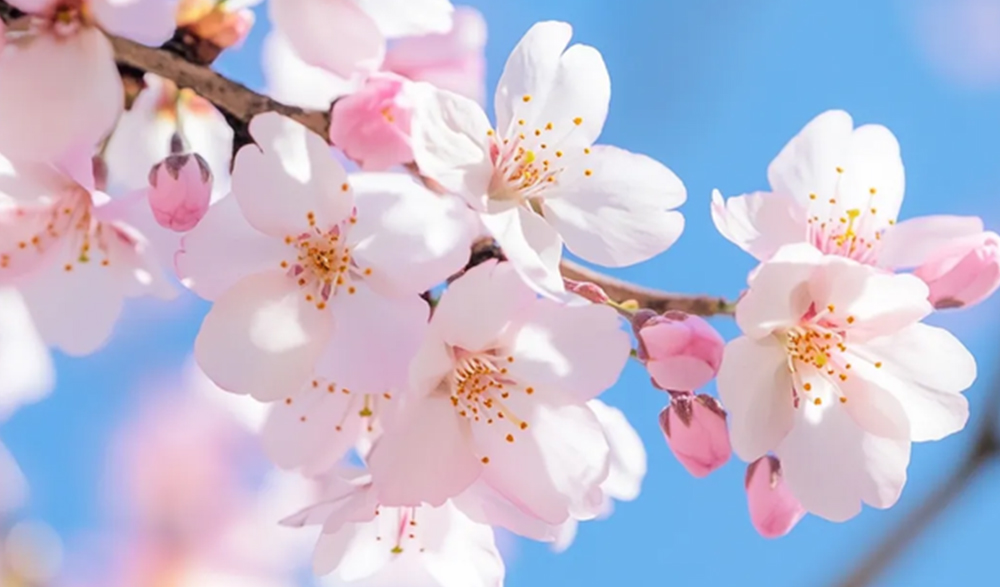 三月三上巳节 | 文化传承与和记官方网站数码印刷的创新融合